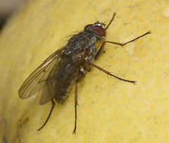Muscidae