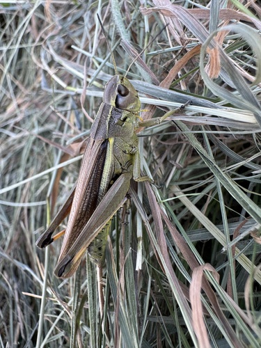 Large Marsh Grasshopper