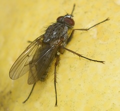 Muscidae