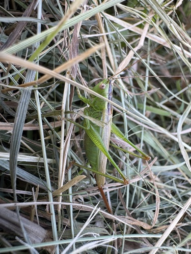 Long-winged Conehead