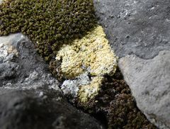 Gyalolechia bracteata