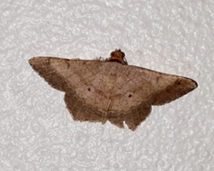 Psamatodes pernicata