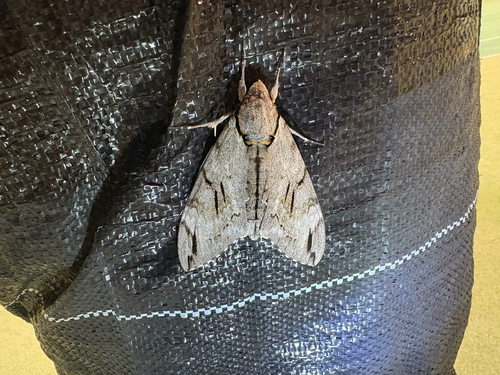 Plain grey hawkmoth
