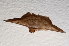 Psamatodes pernicata