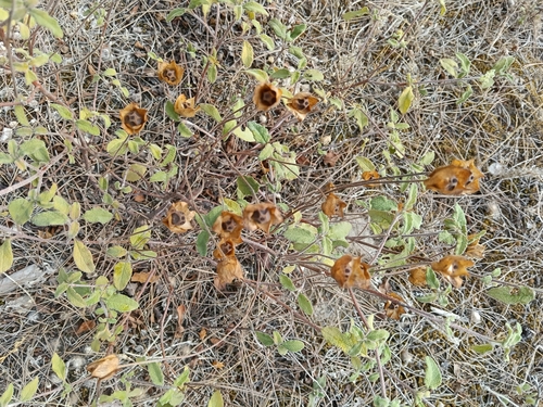 Sage-leaved Rock-rose