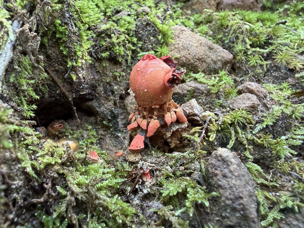 stalked puffball-in-aspic · August 2026 · photo: Photo: (c) SiphonophoreSlinger, some rights reserved (CC BY) · iNaturalist