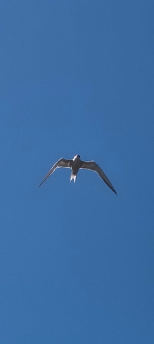 Common Tern