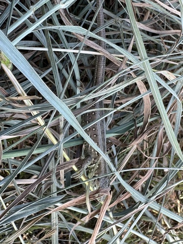 Sand Lizard