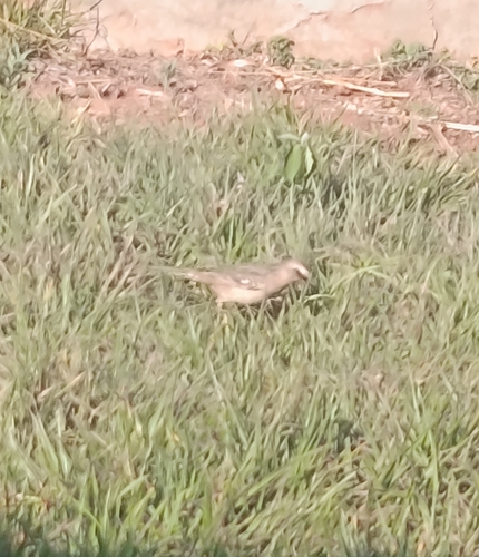 Chalk-browed Mockingbird