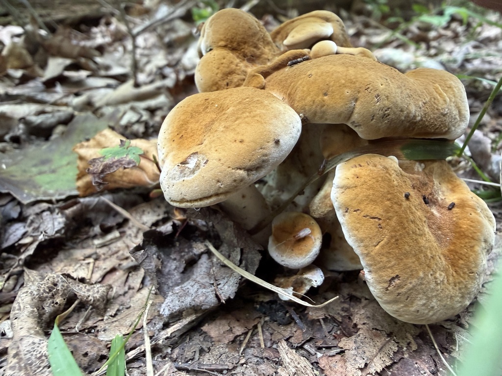 Laeticutis cristata · August 2026 · photo: Photo: (c) SiphonophoreSlinger, some rights reserved (CC BY) · iNaturalist