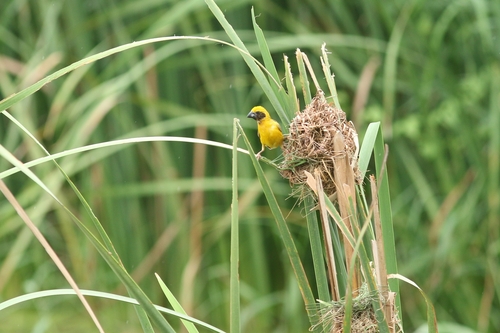 Asian Golden Weaver