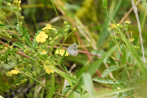 Short-tailed Blue