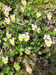 Viola arvensis