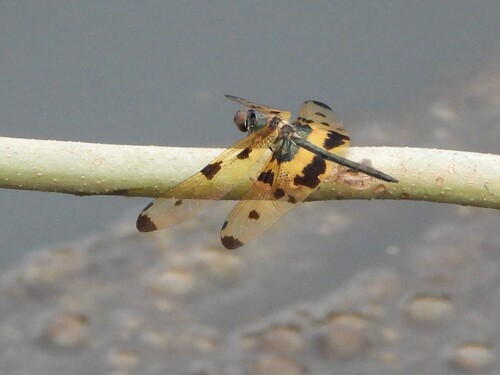 Common Picture Wing