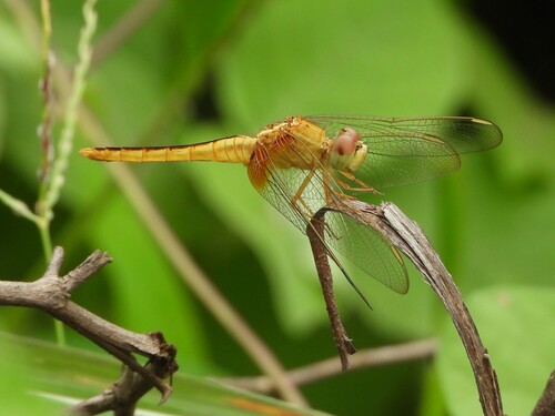 Scarlet Skimmer