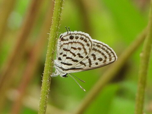 Striped Pierrot