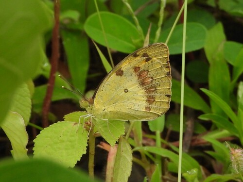 White Orange Tip