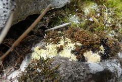 Gyalolechia bracteata