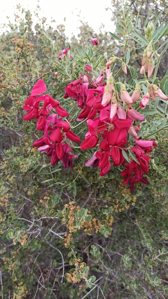 Lathyrus splendens