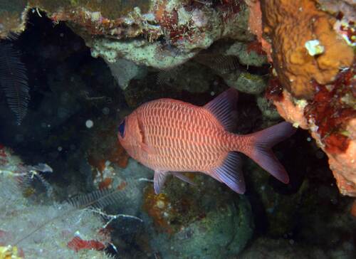 Myripristis hexagona observed 2026-07-18