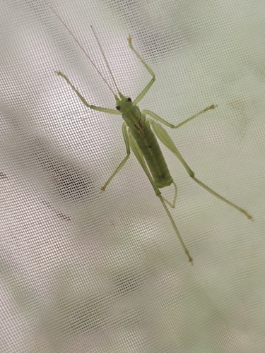 Southern Oak Bush-cricket