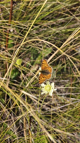 Queen of Spain Fritillary