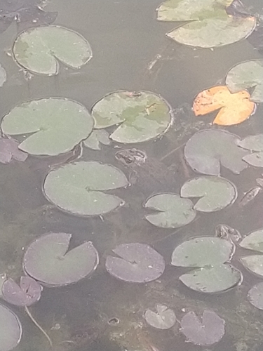 Marsh Frog
