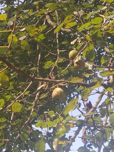 Common Pear