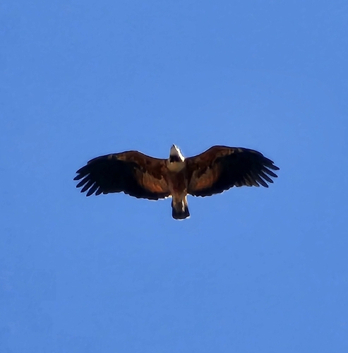 Black-collared Hawk