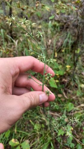 Anticlea sibirica, photograph 1