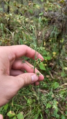 Anticlea sibirica