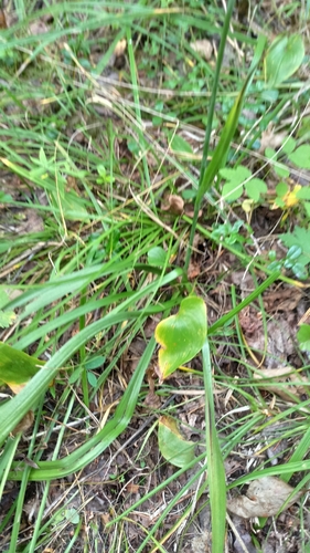 Anticlea sibirica, photograph 2