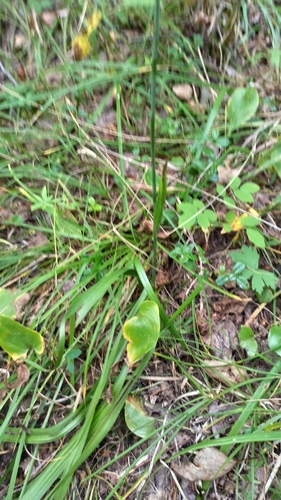 Anticlea sibirica, photograph 3