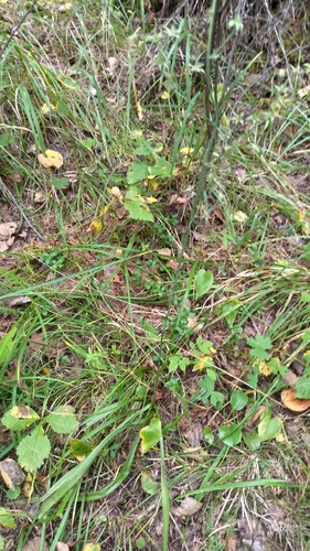Anticlea sibirica, photograph 4