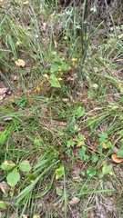Anticlea sibirica, photograph (c) ivansemenkov, some rights reserved (CC BY)