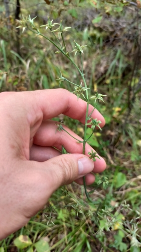 Anticlea sibirica, photograph 5