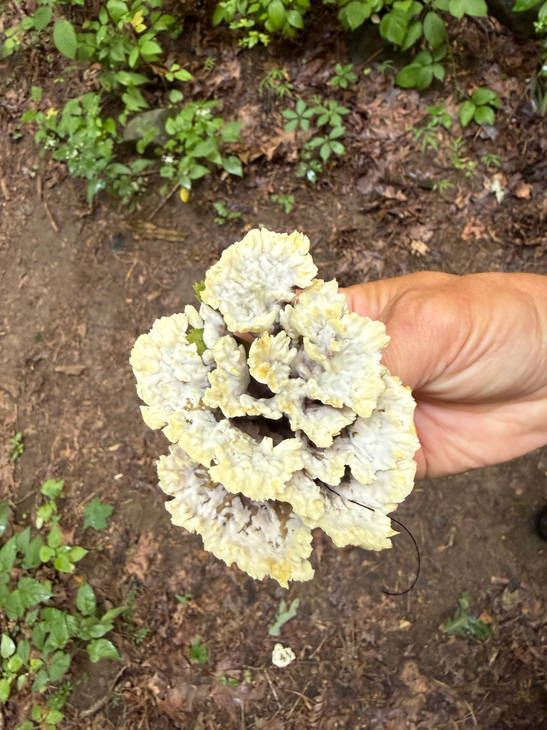 Thelephora vialis · August 2026 · photo: Photo: no rights reserved · iNaturalist