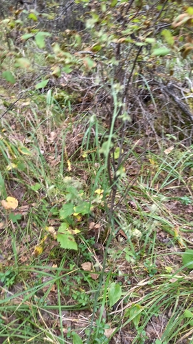 Anticlea sibirica, photograph 6