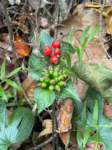Tacca palmata observed 2026-08-31