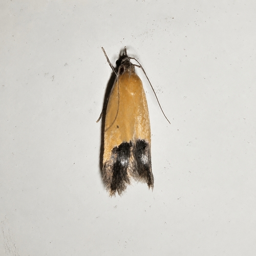 Bush-clover triclonella photo 4