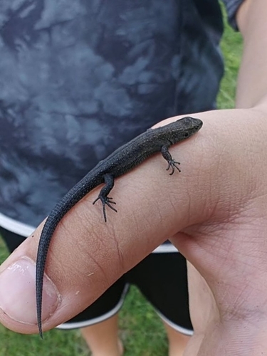 Viviparous Lizard