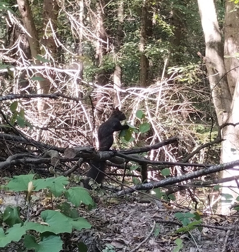 Eurasian Red Squirrel