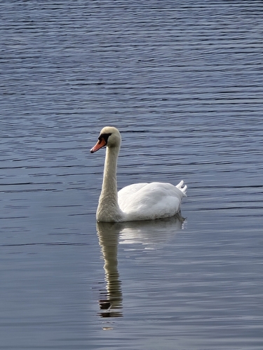 Mute Swan