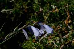 Gladiolus caeruleus