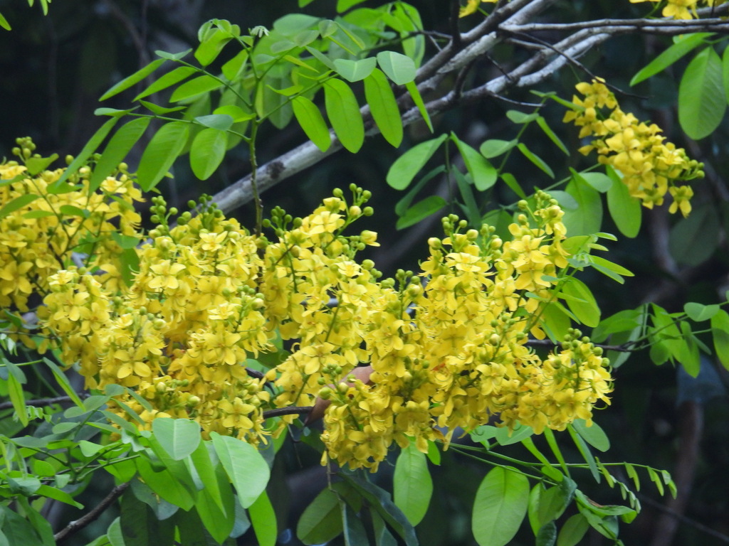Cassia spruceana
