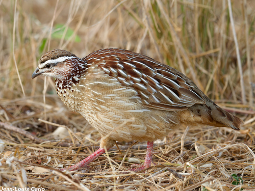 Crested Francolin
