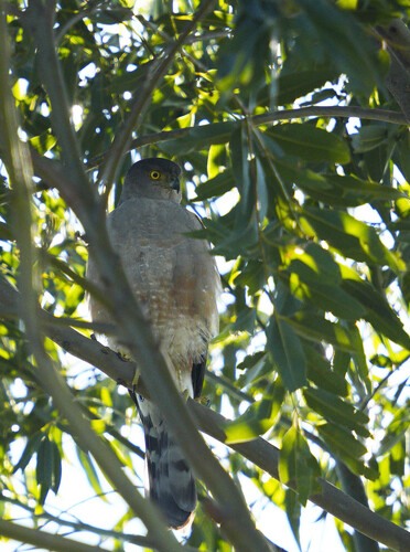 Bicolored Hawk