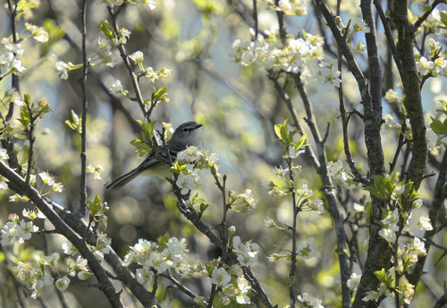 White-crested Tyrannulet