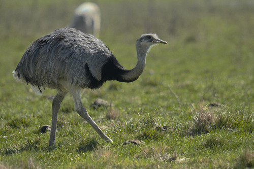 Greater Rhea