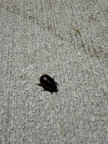 Ligyrus neglectus